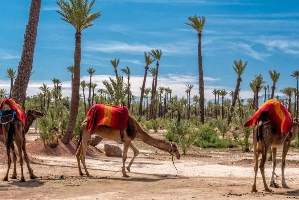 Dreamscape Oasis Marrakech Palmeraie Marrakesh